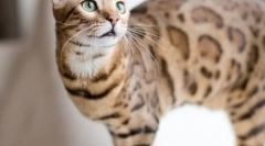 Bengálska mačka (foto): malé kópie leopardu